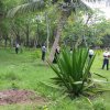 Tree Plantation at GA Bungalow